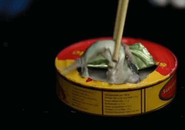 2900万年前的螃蟹,3500万年前的石头螃蟹