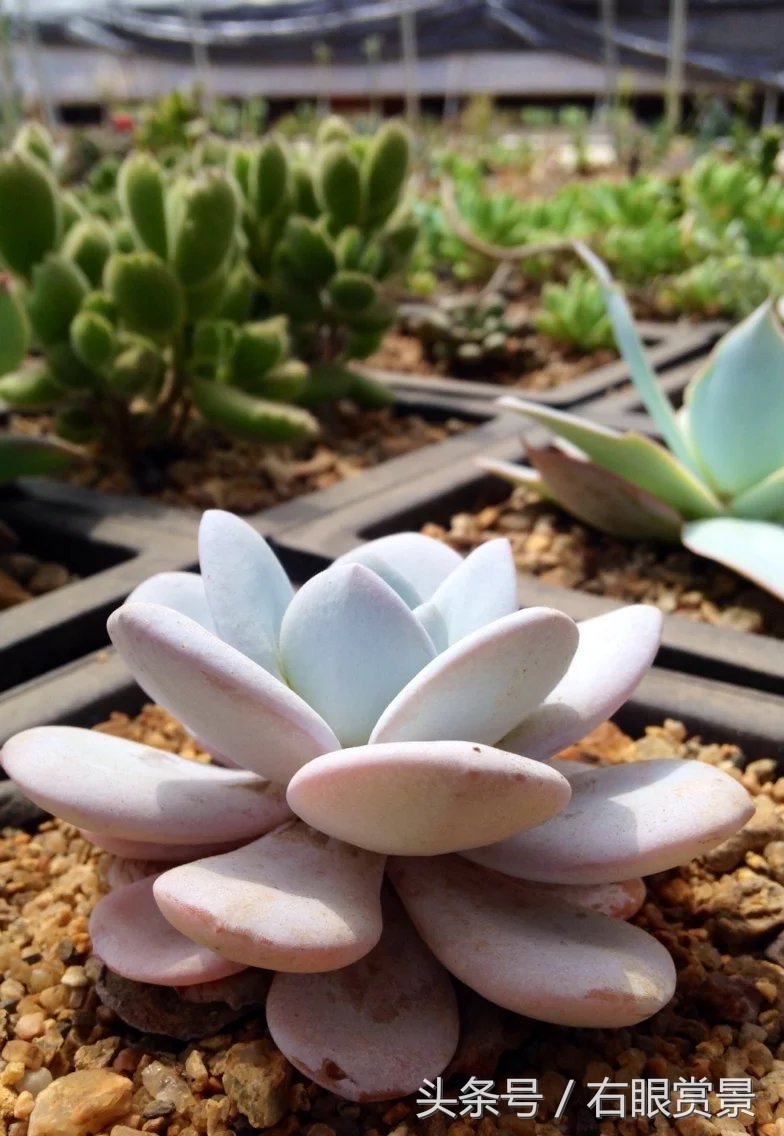 精品多肉颗颗都是韩版欧货老桩让您大呼过瘾