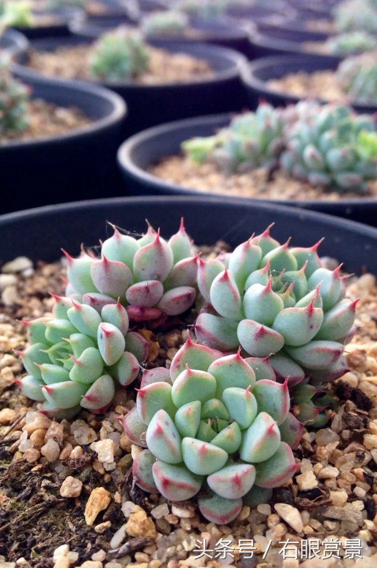 精品多肉颗颗都是韩版欧货老桩让您大呼过瘾