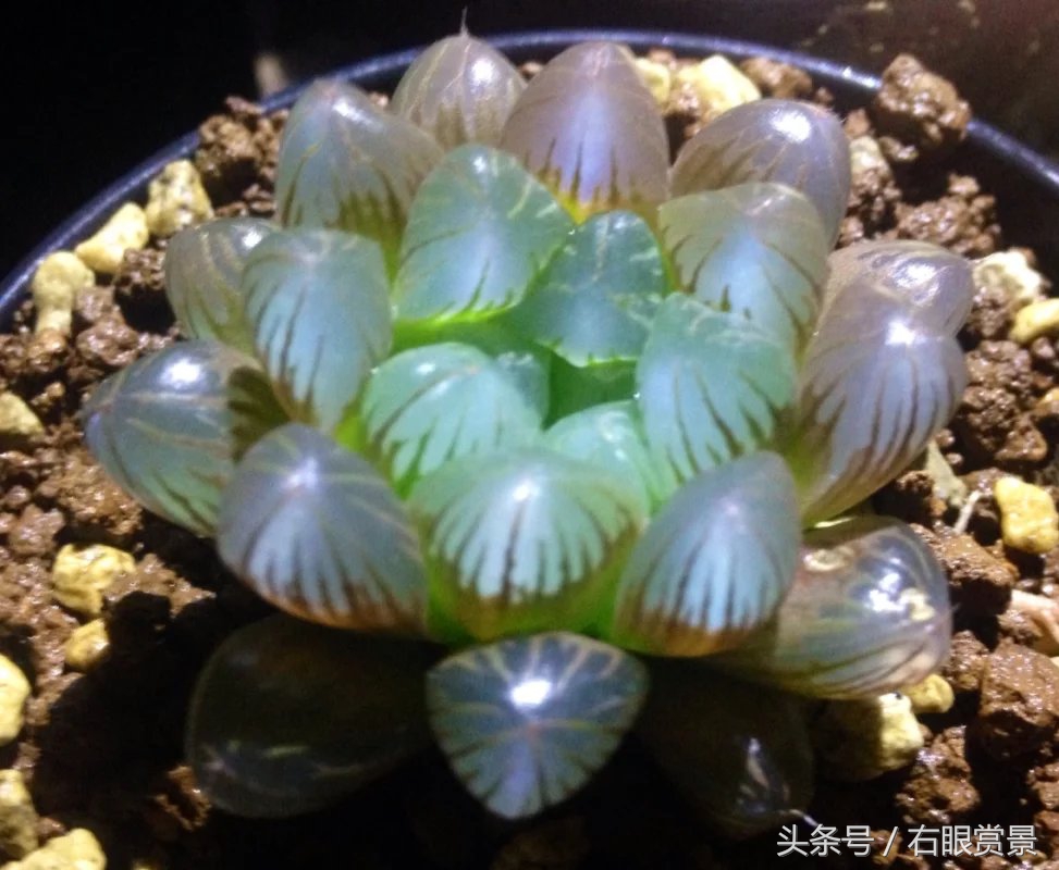 精品多肉颗颗都是韩版欧货老桩让您大呼过瘾