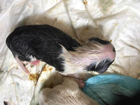 边牧狗狗怀孕多少天显肚子,边牧怀孕多久才可以照b超