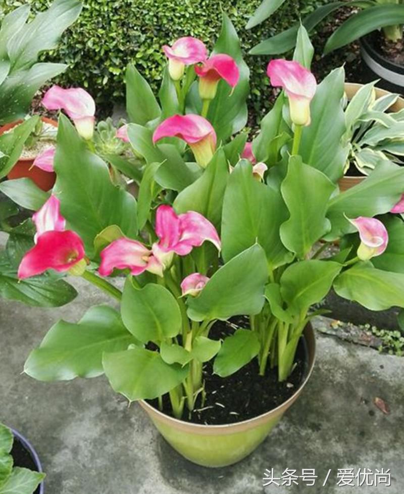 马蹄莲水培怎么养怎么加肥料呢,盆栽马蹄莲怎么养长得好