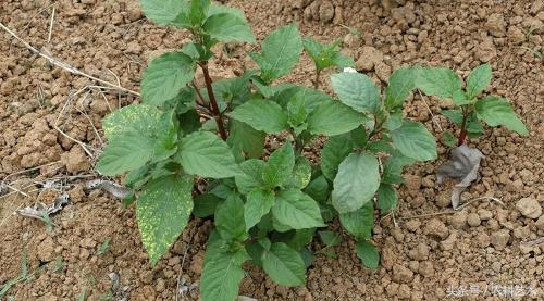 中草药图谱电子版下载,中草药千斤锤图谱大全