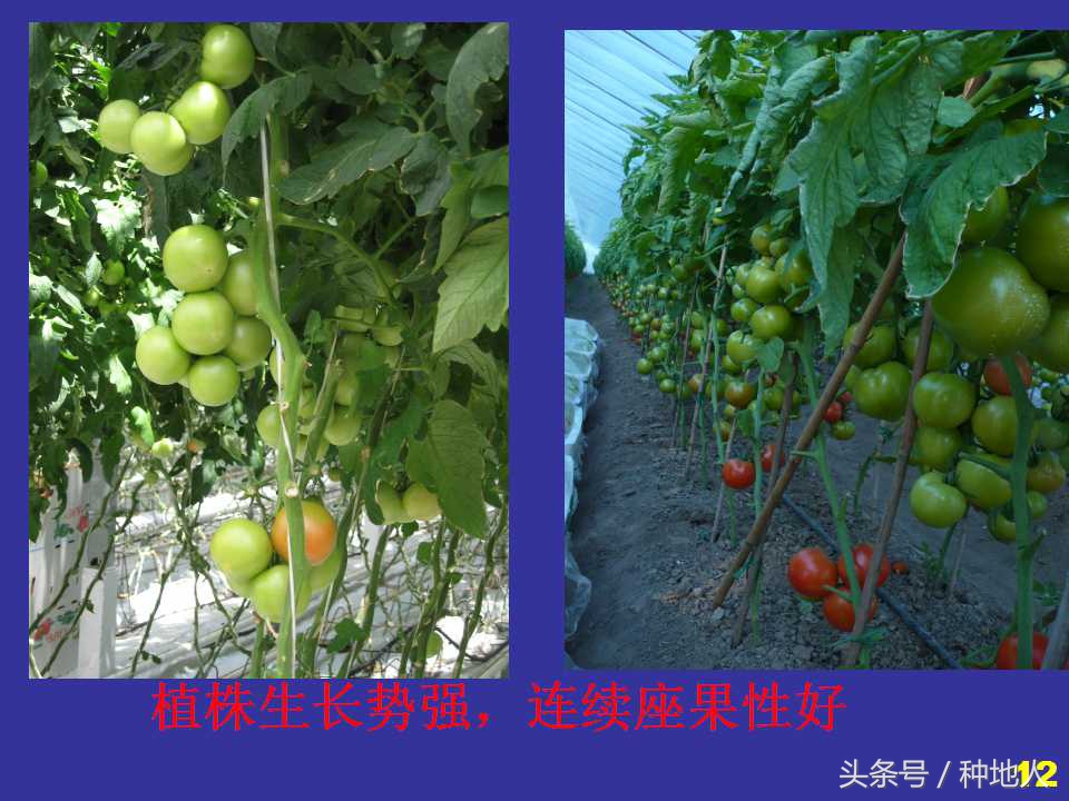 看看高手如何做管理的,看看山东大棚甜瓜种植技术