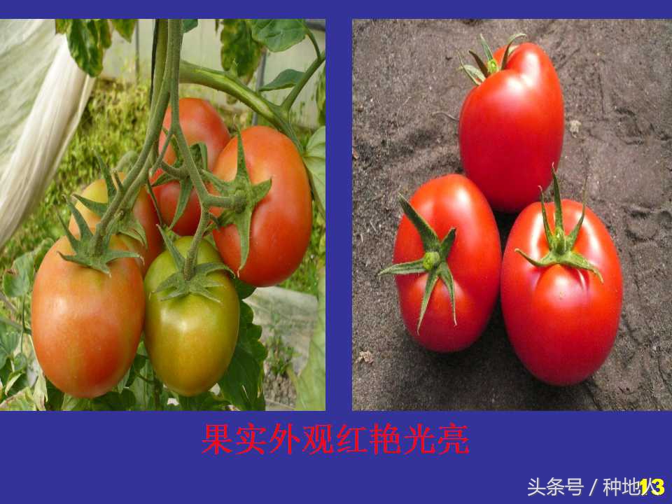 看看高手如何做管理的,看看山东大棚甜瓜种植技术