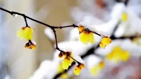 国家花木博览园旅游攻略,花木博览园一日游