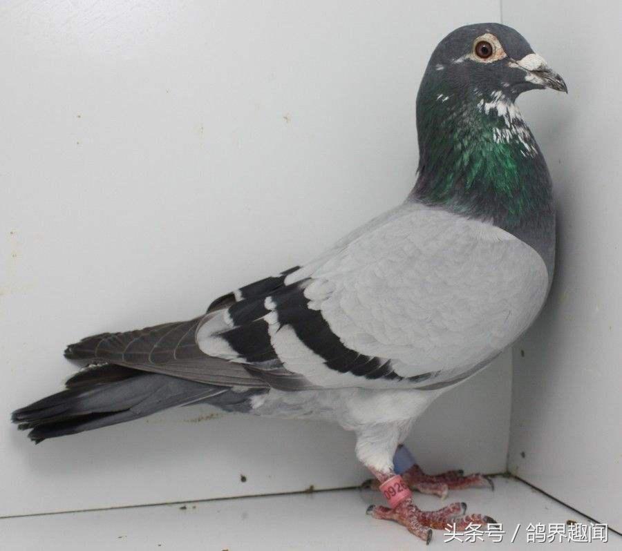信鸽怎么训练不丢鸽,信鸽比赛如何记录归巢时间