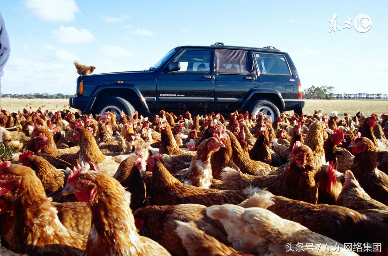 肉鸡如何减少成本,肉鸡怎么样卖的最快