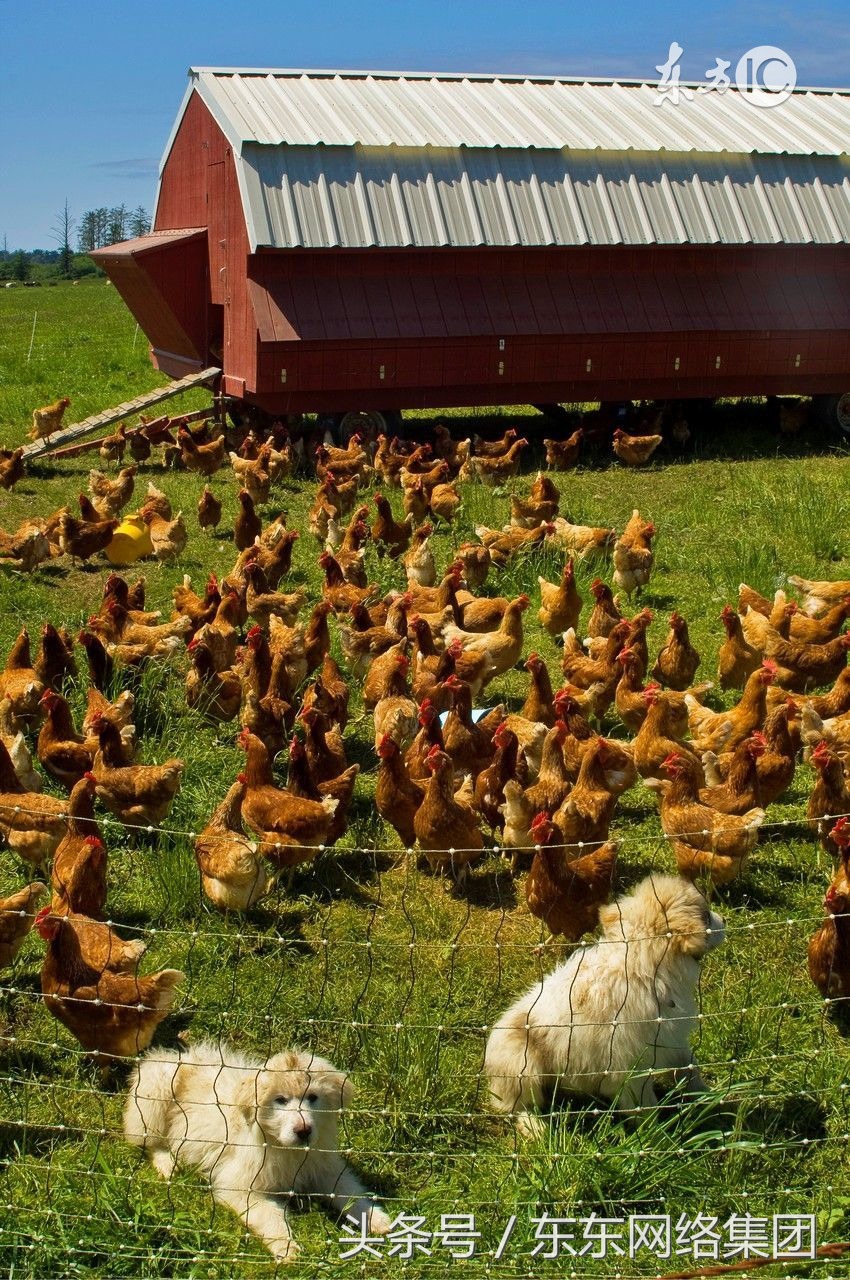 养鸡人感染病害,养鸡人真菌感染怎么治疗