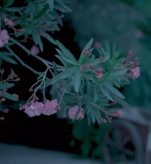 你有冷香丸吗？你还在谷雨过敏吗？