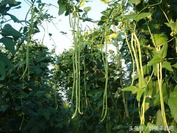 丰县的夏天,丰县人的回忆