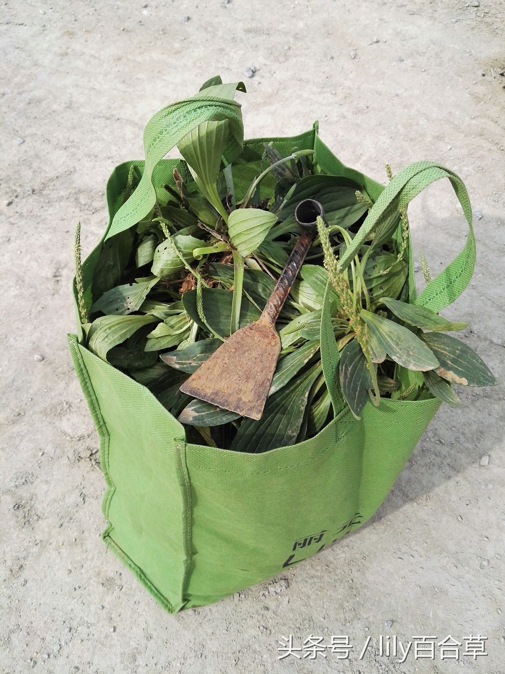 车前草木瓜干薏米治疗痛风,玉米须和车前草能治痛风吗