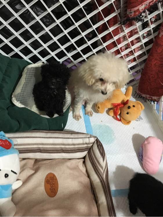 怀孕贵宾狗狗快生了的征兆,贵宾犬受孕后几个月生