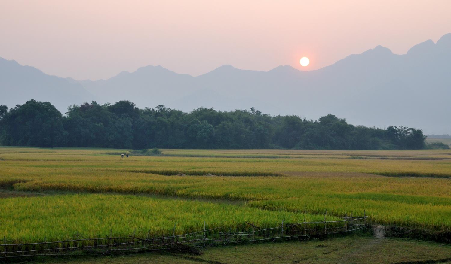 真实农村水稻,农村最好的水稻