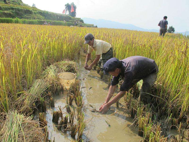 真实农村水稻,农村最好的水稻