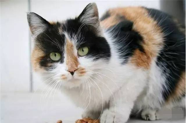 最常见的五种中华田园猫,中华田园猫有哪几种常见的