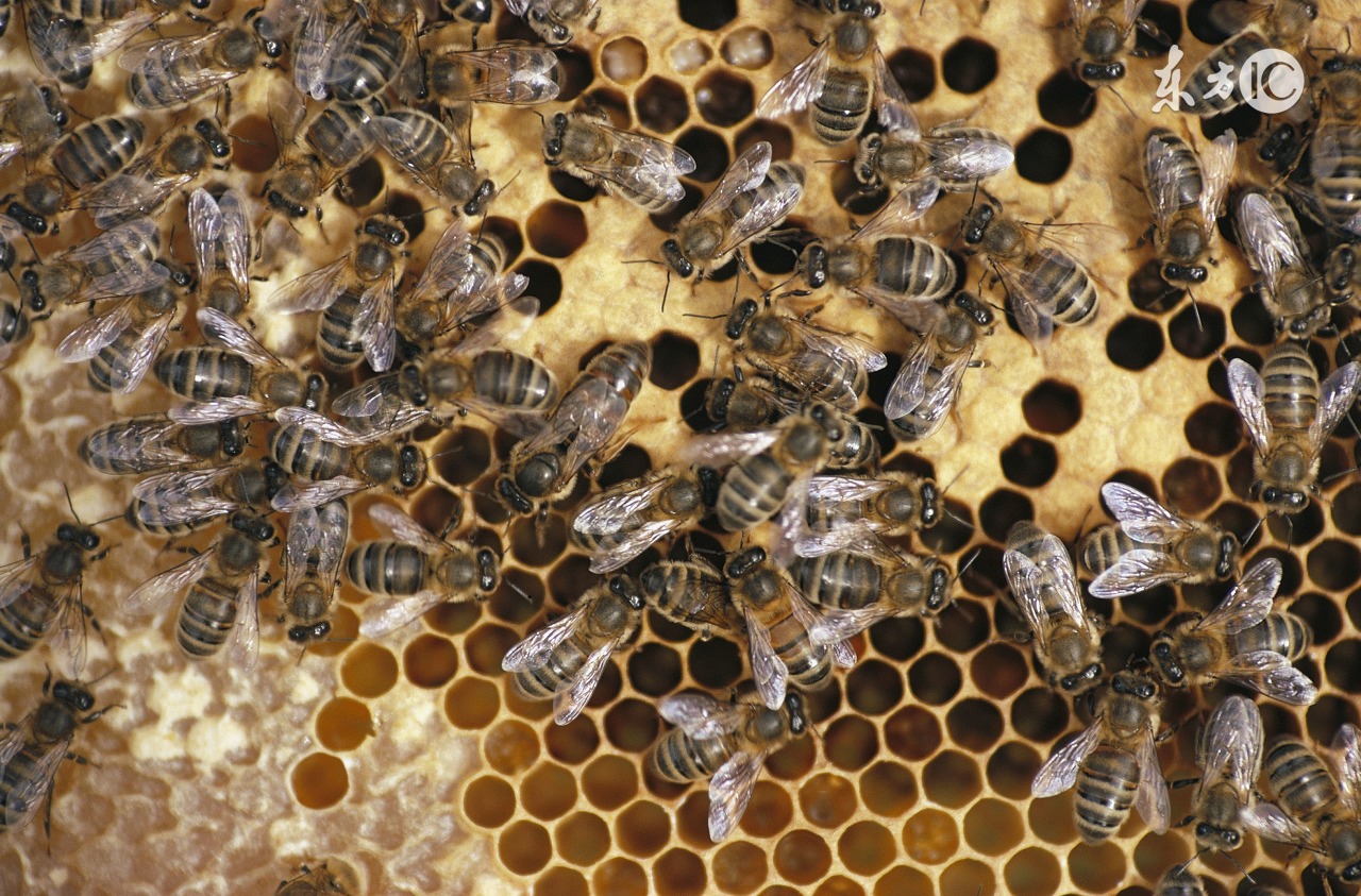 蜜蜂生病怎么办呢,蜜蜂生病的管理方法有哪些