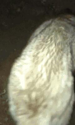 俗话说“虎毒不食子”，微笑天使萨摩耶咬死刚出生的小哈士奇