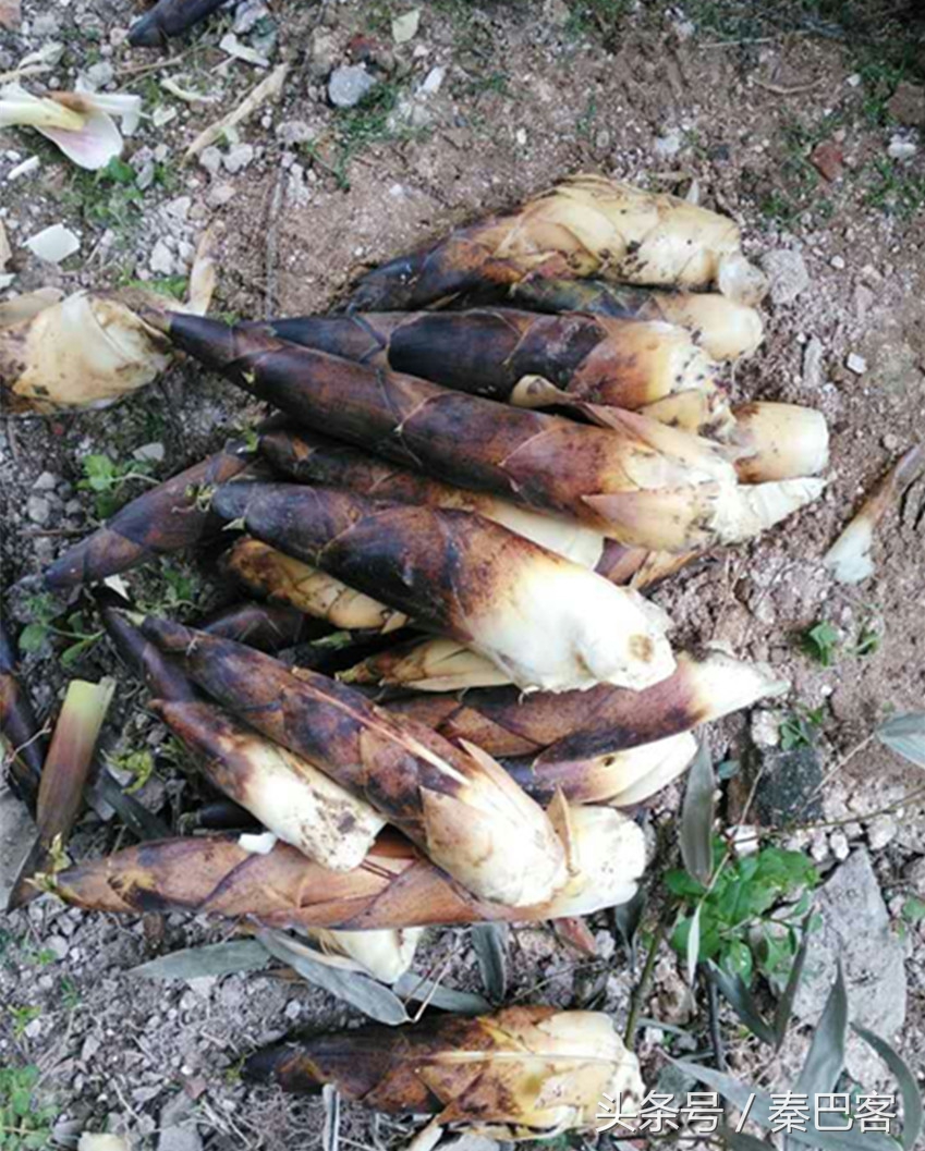 农村不值钱毛竹笋,城市人特别喜欢