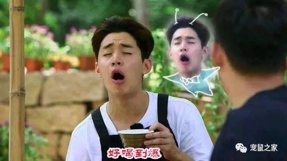 荷兰猪适宜的温度,荷兰猪夏天降温视频教学