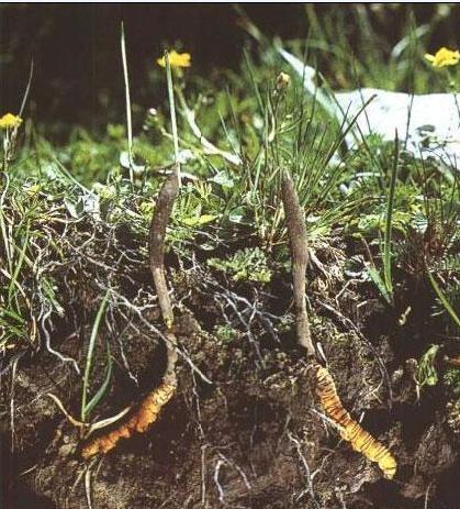 冬虫夏草对肺有什么功效,你对春天的美景了解多少