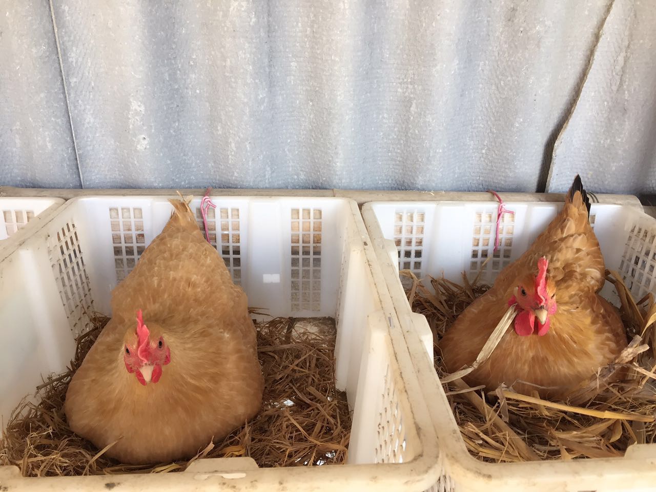 土鸡蛋营养差别不大,土鸡蛋鸭蛋分不清