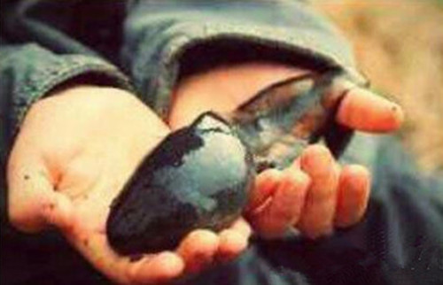 你知道蝌蚪是如何变成青蛙的吗,蝌蚪为什么要变成馒头蛙