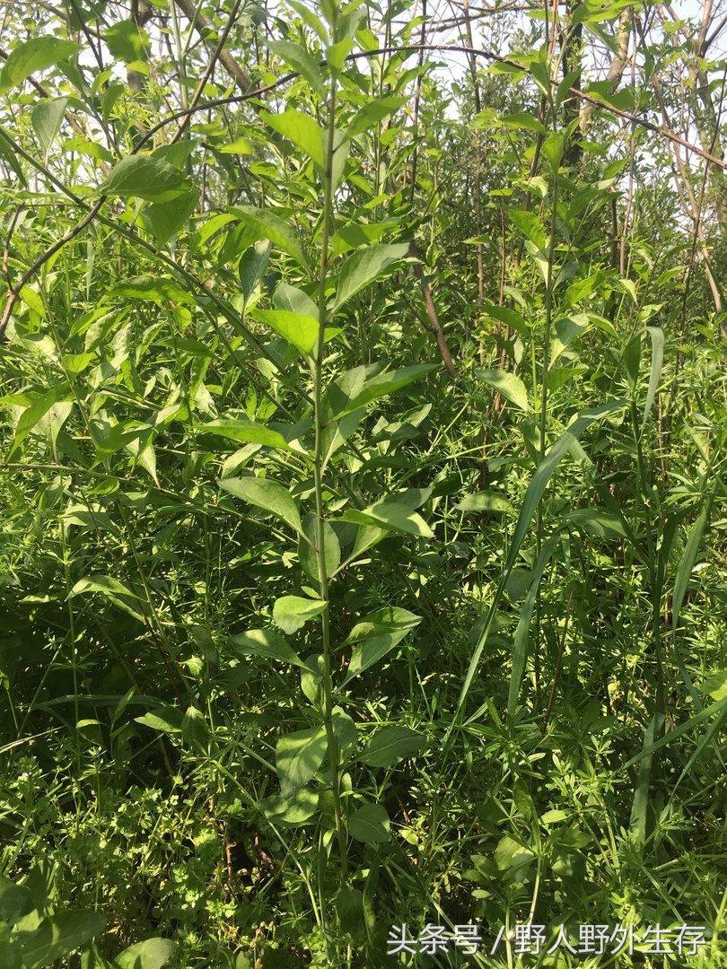 枸杞苗是什么菜,野枸杞野菜
