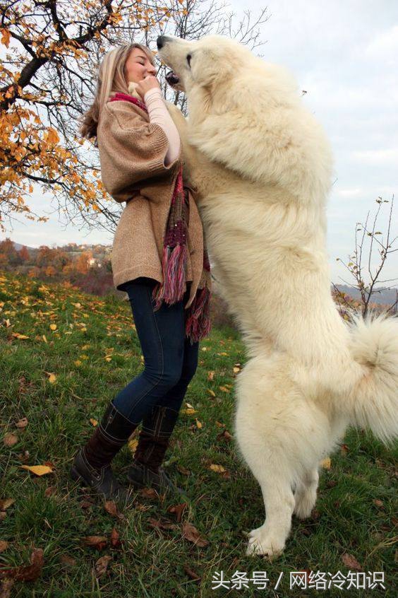 大白熊犬到底凶不凶,大白熊犬寿命是多少