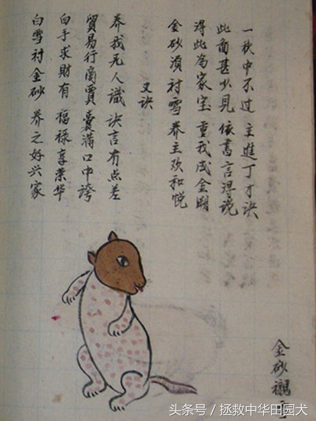 狗种类大全中华田园犬,中华田园犬之四眼土狗科普