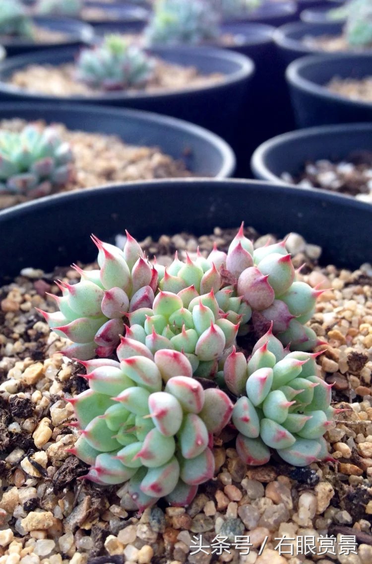 精品多肉颗颗都是韩版欧货老桩让您大呼过瘾