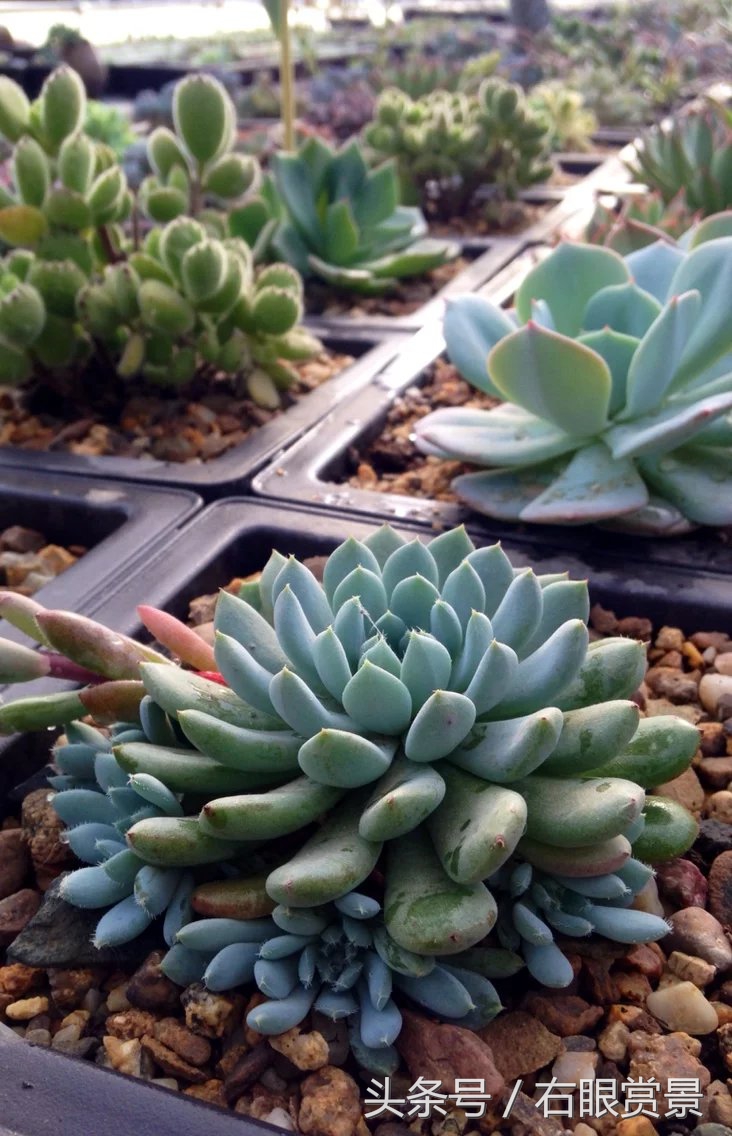 精品多肉颗颗都是韩版欧货老桩让您大呼过瘾