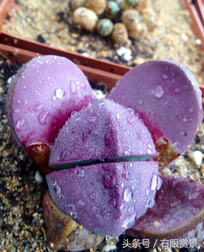 精品多肉颗颗都是韩版欧货老桩让您大呼过瘾