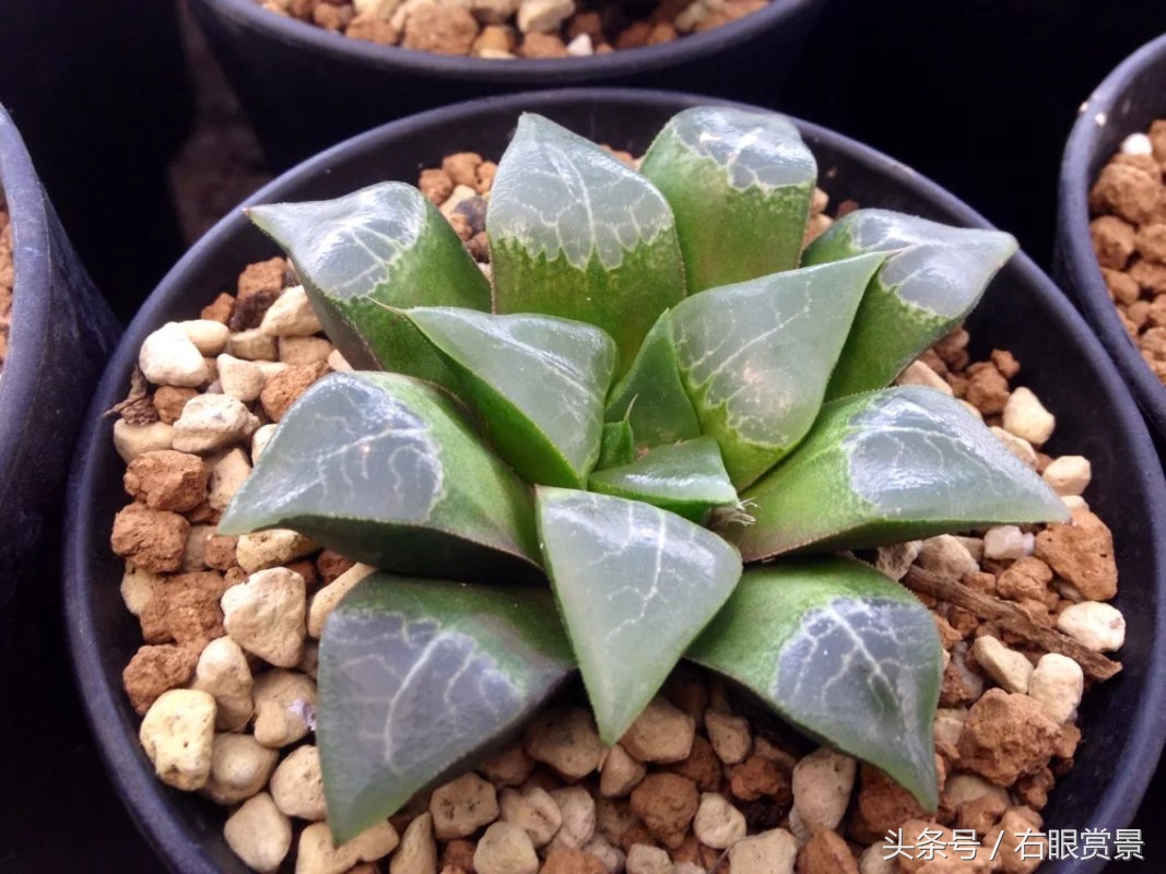 精品多肉颗颗都是韩版欧货老桩让您大呼过瘾