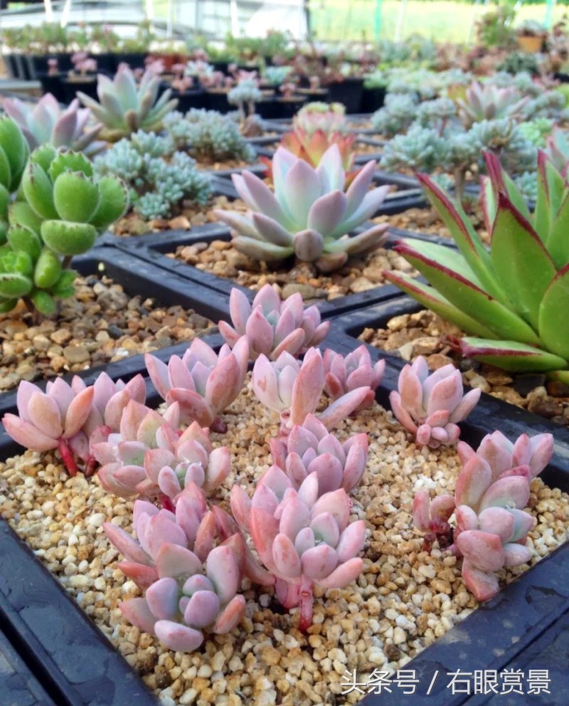 精品多肉颗颗都是韩版欧货老桩让您大呼过瘾