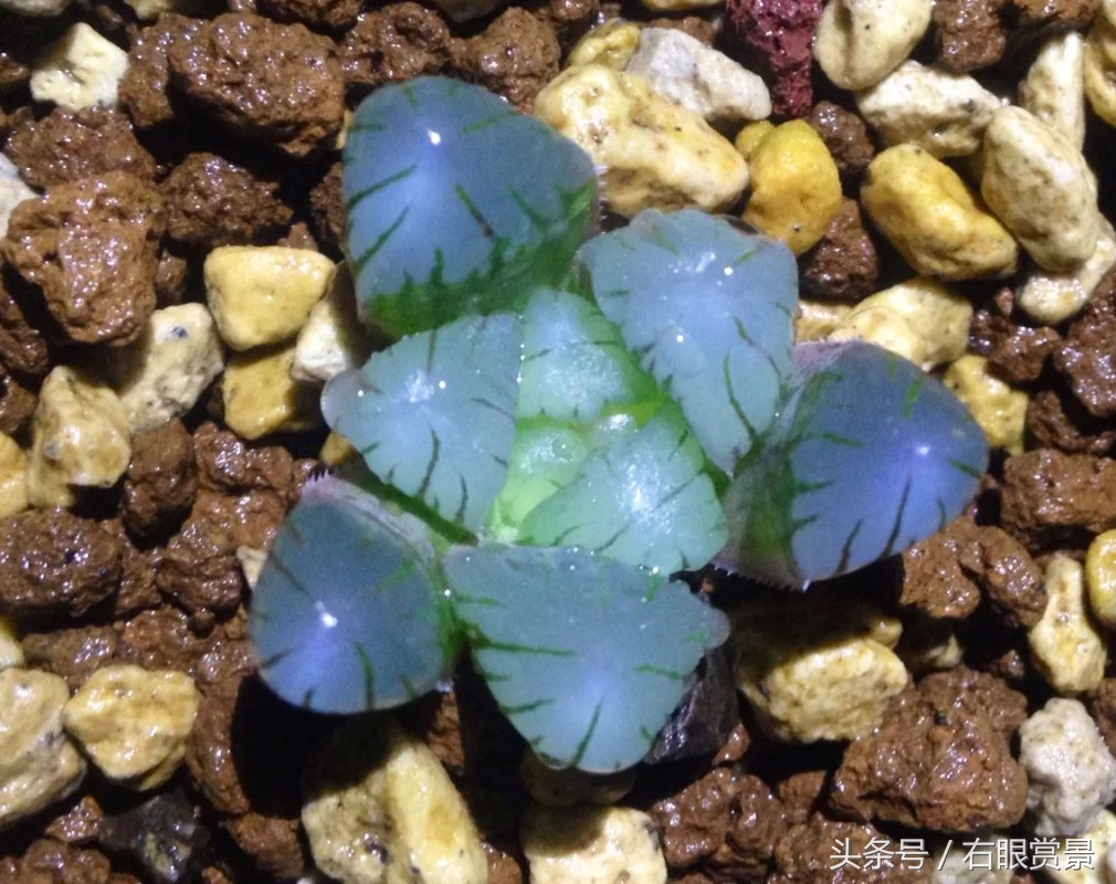 精品多肉颗颗都是韩版欧货老桩让您大呼过瘾