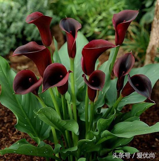 马蹄莲水培怎么养怎么加肥料呢,盆栽马蹄莲怎么养长得好