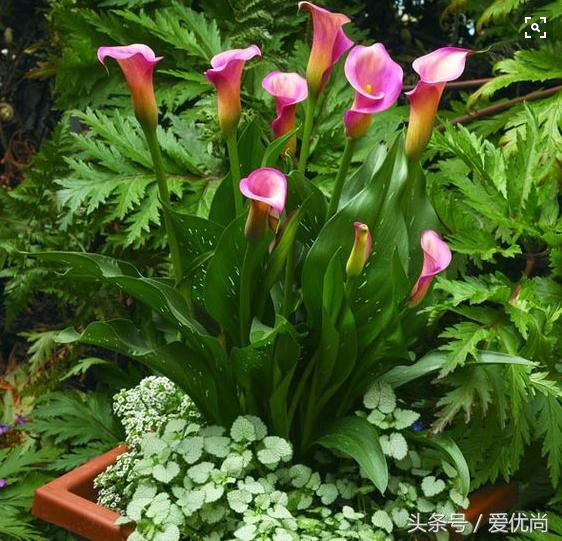 马蹄莲水培怎么养怎么加肥料呢,盆栽马蹄莲怎么养长得好