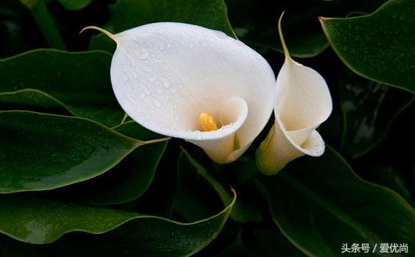 马蹄莲水培怎么养怎么加肥料呢,盆栽马蹄莲怎么养长得好