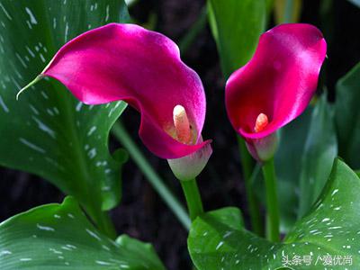 马蹄莲水培怎么养怎么加肥料呢,盆栽马蹄莲怎么养长得好