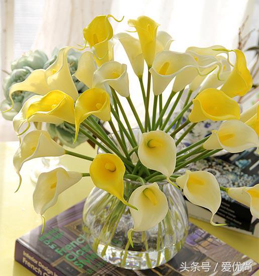 马蹄莲水培怎么养怎么加肥料呢,盆栽马蹄莲怎么养长得好