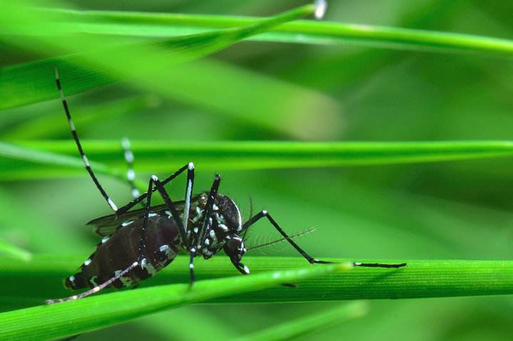招蚊体质怎么预防蚊子,被蚊子传播的疾病症状