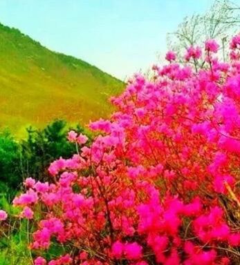 大连杜鹃花海景区,庄河歇马山杜鹃花