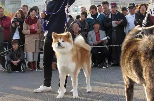 关于秋田犬你不知道的,秋田犬的简介和特点