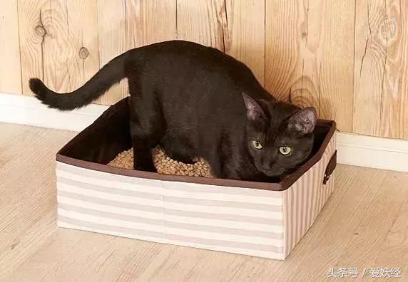 爱妖经｜赛场猫咪同款用品，主子们都拒绝不了的诱惑