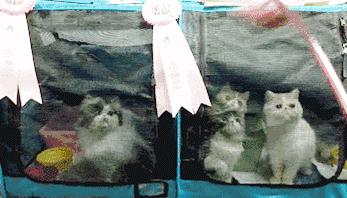 爱妖经｜赛场猫咪同款用品，主子们都拒绝不了的诱惑