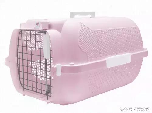 爱妖经｜赛场猫咪同款用品，主子们都拒绝不了的诱惑