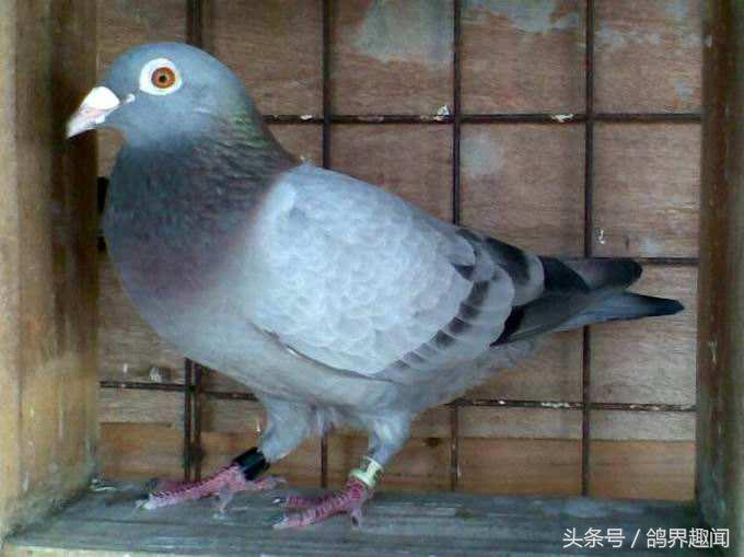 信鸽怎么训练不丢鸽,信鸽比赛如何记录归巢时间