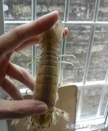 比手臂还粗的皮皮虾你吃过了吗,比手臂还要大的皮皮虾你吃过没有