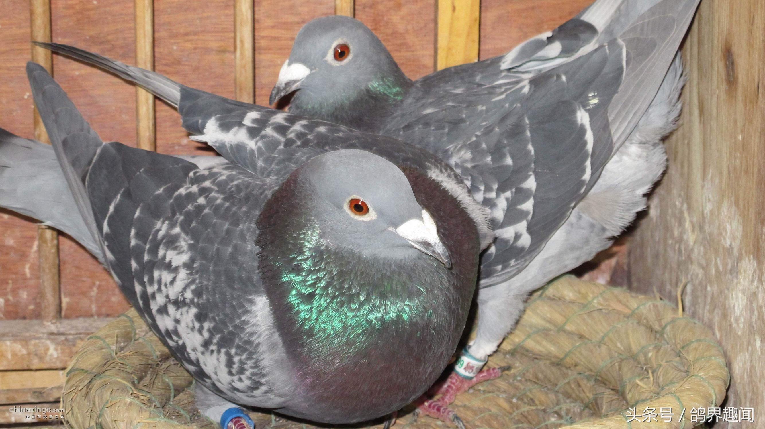 信鸽怎么训练不丢鸽,信鸽比赛如何记录归巢时间